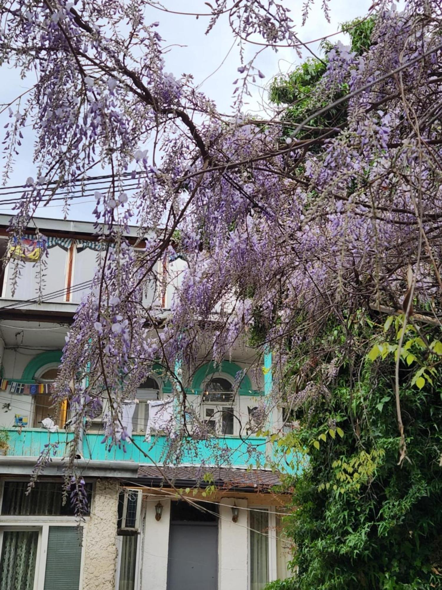 Green Stairs Guest House Τυφλίδα Εξωτερικό φωτογραφία