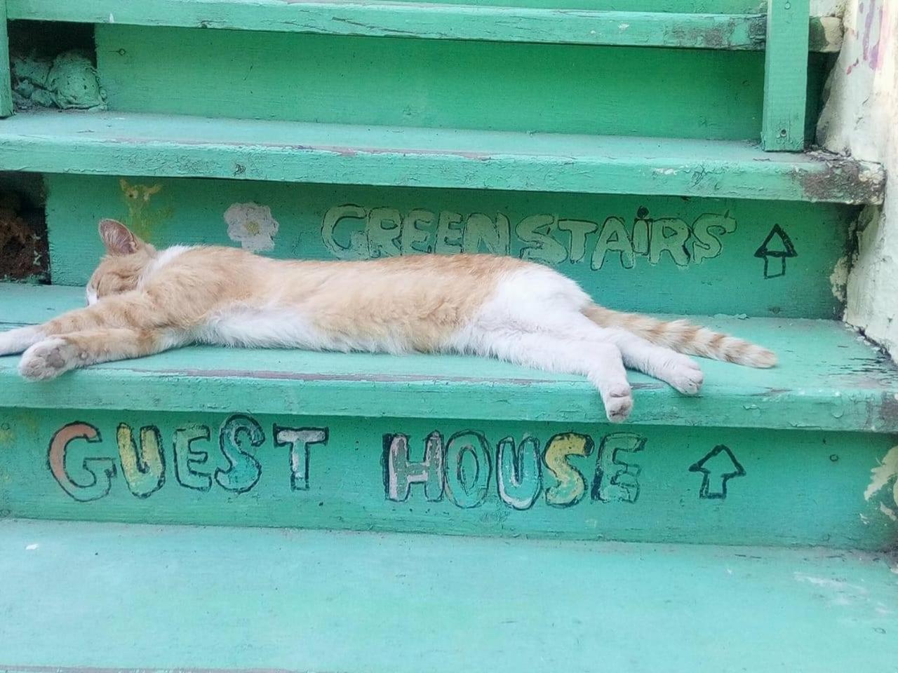 Green Stairs Guest House Τυφλίδα Εξωτερικό φωτογραφία